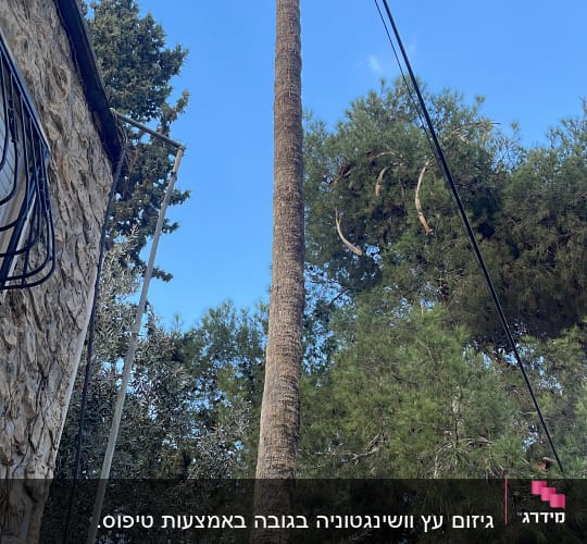 עץ דקל גבוה עם ענפים גזומים